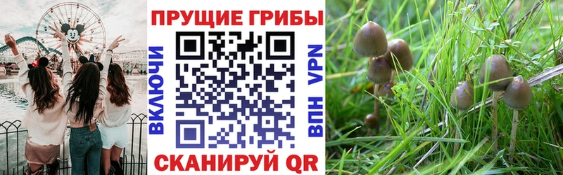 цены Надым Псилоцибиновые грибы Magic Shrooms